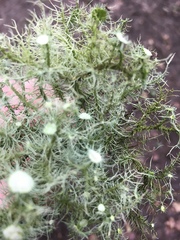 Usnea florida