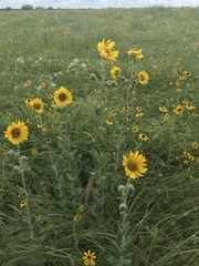 Helianthus mollis