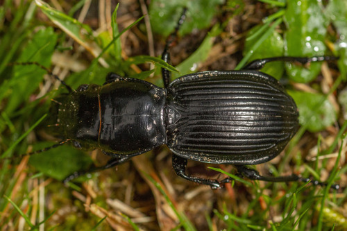 Teropha
