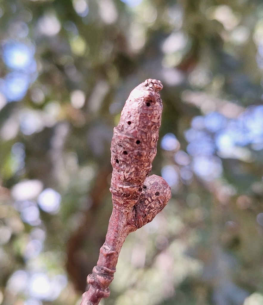 Pseudoneuroterus macropterus