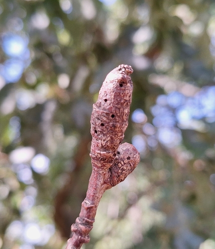 Pseudoneuroterus macropterus