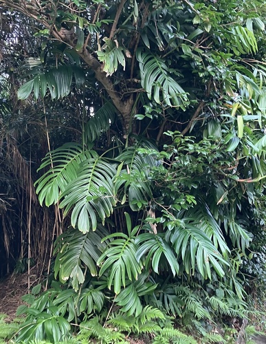 Rhaphidophora decursiva