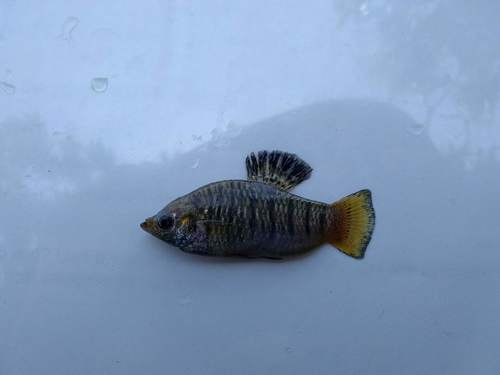 Blackbarred limia (Limia nigrofasciata) — Poeciliidae