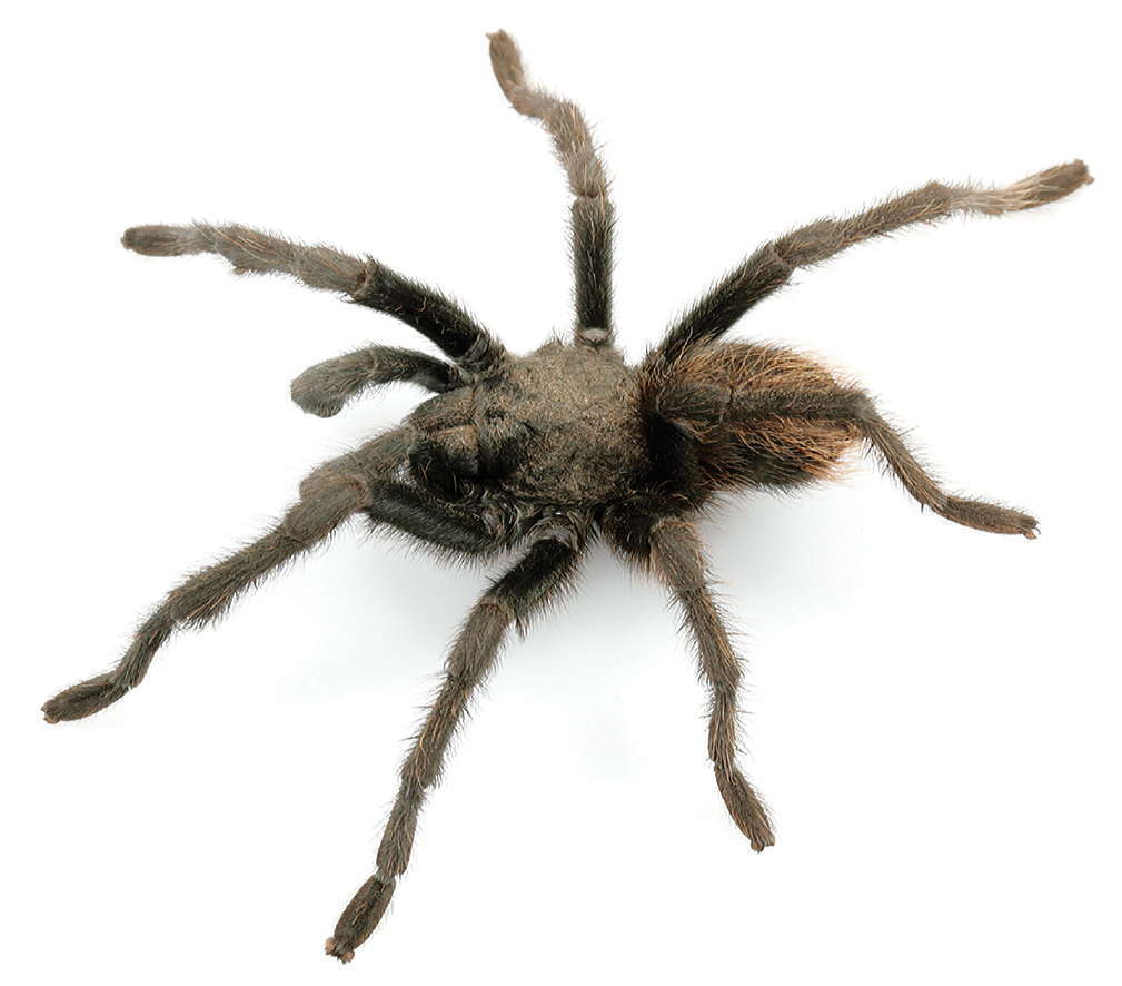 Chiricahua Tarantula