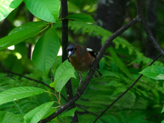 Fringilla coelebs