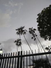 Coccothrinax argentea