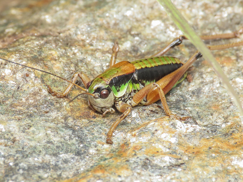 Western Alpine Bush-cricket