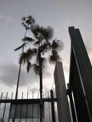 Coccothrinax argentea