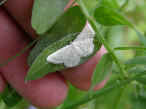 Šviesusis Sprindžiukas