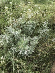 Tephrosia virginiana