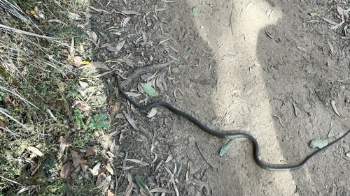Common Tree Snake sighting