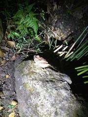 Eleutherodactylus inoptatus