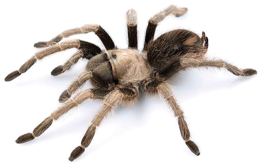 California ebony tarantula