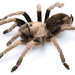 California Ebony Tarantula - Photo (c) Chris A. Hamilton, Brent E. Hendrixson, Jason E. Bond, some rights reserved (CC BY)