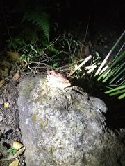 Eleutherodactylus inoptatus