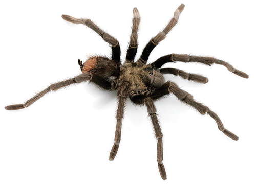 California Ebony Tarantula