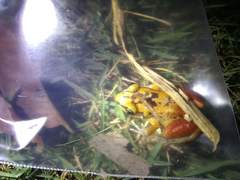 Eleutherodactylus paralius