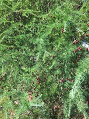 Larix laricina