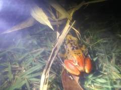 Eleutherodactylus paralius