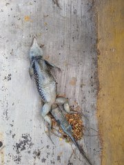 Pholidoscelis chrysolaemus