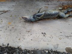 Pholidoscelis chrysolaemus