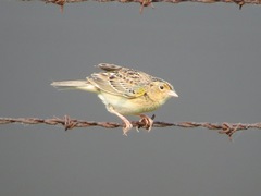 Grasshopper Sparrow photo 6
