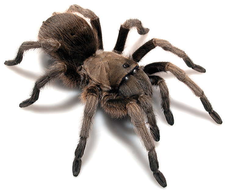 Chiricahuan Gray Tarantula