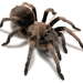 Chiricahuan Gray Tarantula - Photo (c) Chris A. Hamilton, Brent E. Hendrixson, Jason E. Bond, some rights reserved (CC BY)