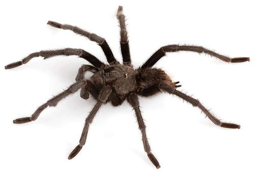 Chiricahuan Gray Tarantula