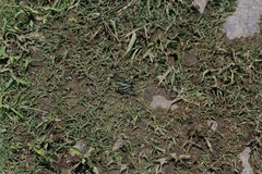 Protographium epidaus epidaus