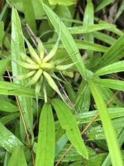 Clematis socialis