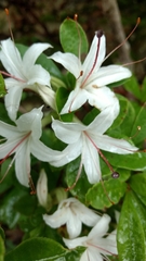 Rhododendron arborescens