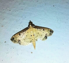 Herpetogramma cynaralis