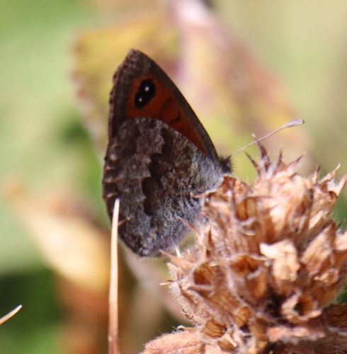 Swiss Brassy Ringlet