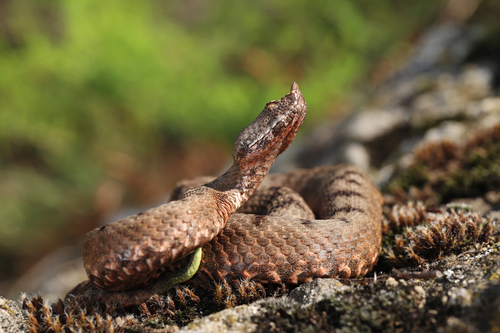 Vipera meridionalis, photo 7 of 8