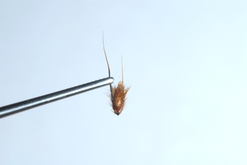 Kvapioji gardūnytė nuotrauka