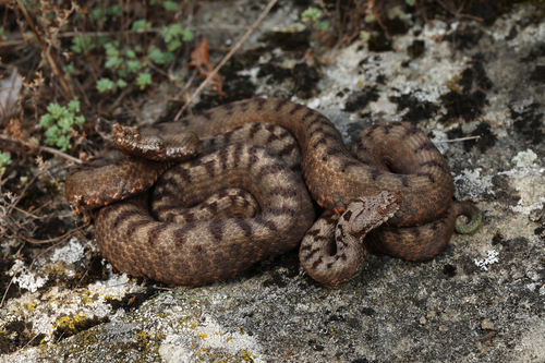 Photo of a Transcaucasian Long-nosed Viper (Vipera transcaucasiana)