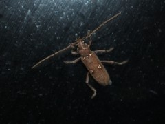 Eburia quadrigeminata