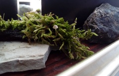 Brachythecium salebrosum