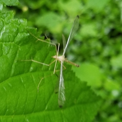 Hylobittacus apicalis