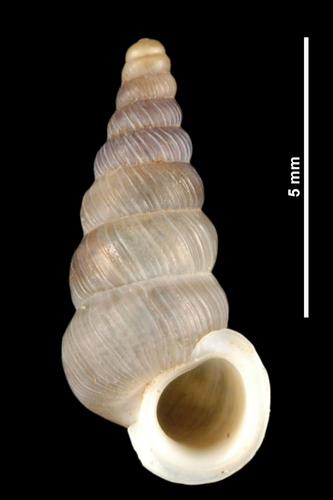 Cochlostome du Verdon