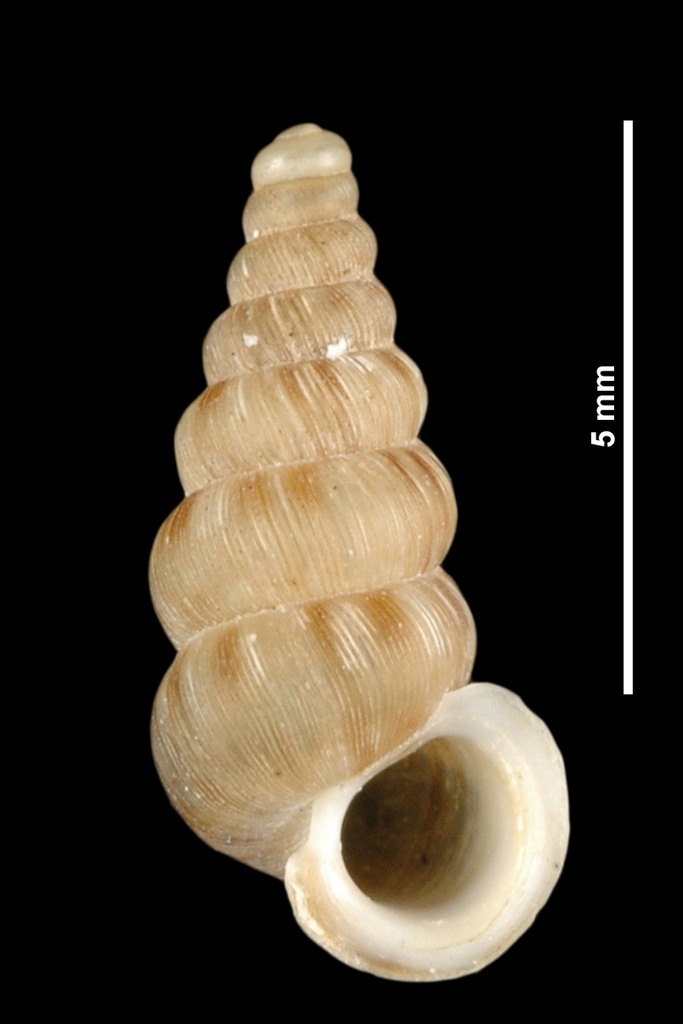 Cochlostoma subalpinum