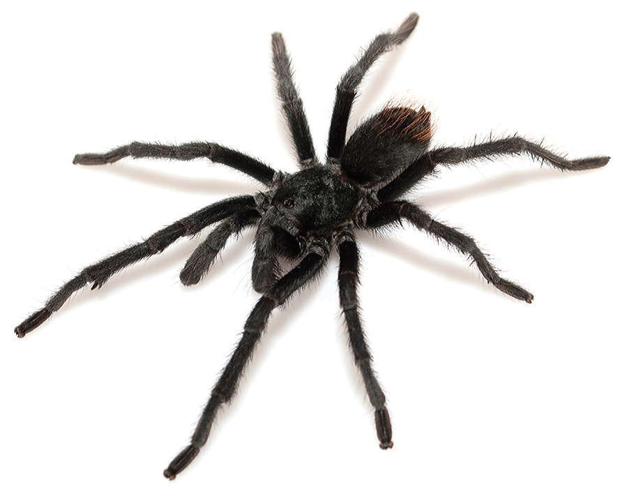 Madera Canyon Tarantula