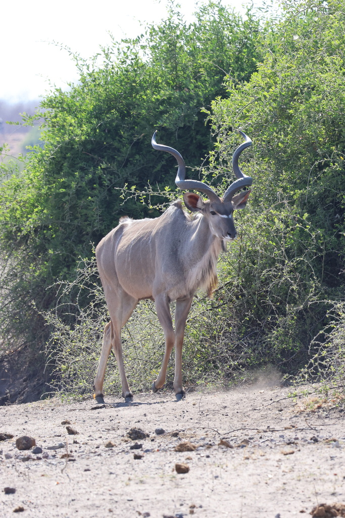 Tragelaphus strepsiceros strepsiceros, Chobe National Park, Chobe, BW, by snicolai