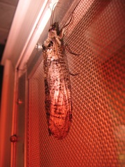 Dysmicohermes disjunctus