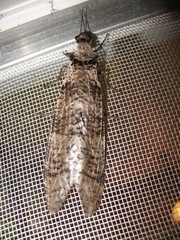 Dysmicohermes disjunctus