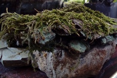 Brachythecium salebrosum
