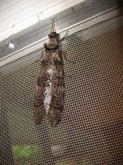 Dysmicohermes disjunctus