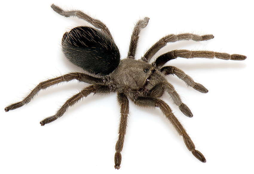 Aphonopelma mareki