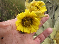 Espeletia barclayana